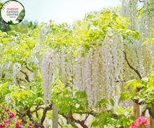 Load image into Gallery viewer, Wisteria Sinensis Alba tree