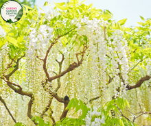 Load image into Gallery viewer, Wisteria Sinensis Alba tree