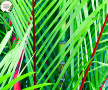 Load image into Gallery viewer, Cyrtostachys Renda
