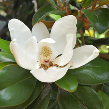 Load image into Gallery viewer, Magnolia Grandiflora 'Teddy Bear'