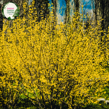 Load image into Gallery viewer, Close-up of Forsythia 'Princeton Gold' plant showcasing its vibrant, bright yellow flowers clustered along bare branches. The blossoms are small, star-shaped, and densely packed, creating a stunning contrast against the backdrop of emerging green foliage. The image captures the intricate details of the flowers, highlighting their delicate petals and the rich golden hue that signifies early spring.