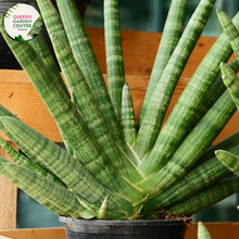 Load image into Gallery viewer, Alt text: Sansevieria stuckyi, also known as the Kenya Hyacinth, is a succulent plant native to East Africa. It features long, slender leaves arranged in a rosette formation. The leaves are typically dark green with light bands or mottled patterns. This plant is prized for its striking appearance and is commonly grown as a houseplant for its low maintenance and air-purifying properties.