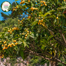 Load image into Gallery viewer, Close-up of a Loquat (Eriobotrya japonica 'Enormity') plant. The image features a cluster of large, oval-shaped fruits with smooth, yellow-orange skin. Each fruit has a slight sheen and a small green stem at the top. Surrounding the fruits are broad, elongated leaves with a deep green color, prominent veins, and a slightly glossy surface.