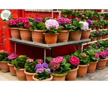 Load image into Gallery viewer, Hydrangea 'Magical Ruby Red'