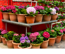 Load image into Gallery viewer, Hydrangea 'White Knight'