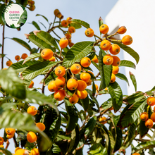 Load image into Gallery viewer, Close-up of a Loquat (Eriobotrya japonica 'Enormity') plant. The image features a cluster of large, oval-shaped fruits with smooth, yellow-orange skin. Each fruit has a slight sheen and a small green stem at the top. Surrounding the fruits are broad, elongated leaves with a deep green color, prominent veins, and a slightly glossy surface.