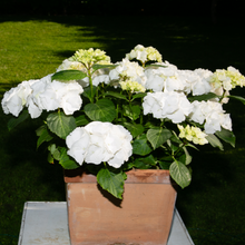 Load image into Gallery viewer, Hydrangea 'White Knight'