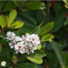 Load image into Gallery viewer, Rhaphiolepis 'Intermedia'