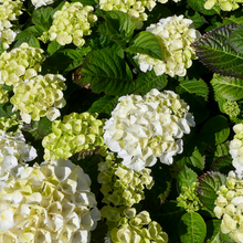 Load image into Gallery viewer, Hydrangea 'White Knight'