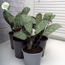 Load image into Gallery viewer, Ctenanthe Setosa Grey Star