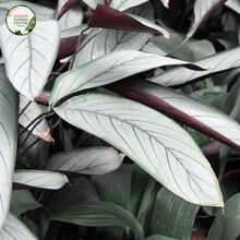 Load image into Gallery viewer, Ctenanthe Setosa Grey Star