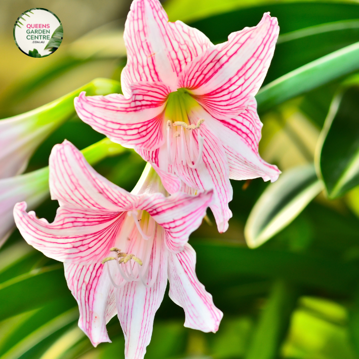 Hippeastrum Reticulatum  Queens Garden Centre