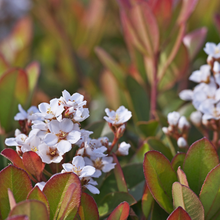 Load image into Gallery viewer, Rhaphiolepis Hot Tips ( Indian Hawthorn )
