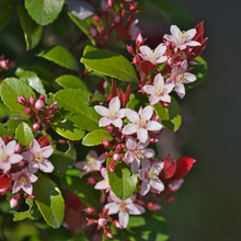 Load image into Gallery viewer, Rhaphiolepis Hot Tips ( Indian Hawthorn )