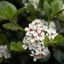 Load image into Gallery viewer, Rhaphiolepis Hot Tips ( Indian Hawthorn )