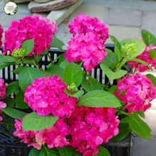 Load image into Gallery viewer, Hydrangea 'Magical Ruby Red'