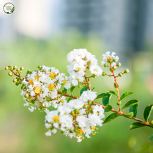Load image into Gallery viewer, Lagerstroemia Natchez Crepe Myrtle