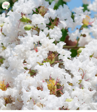 Load image into Gallery viewer, Lagerstroemia Natchez Crepe Myrtle