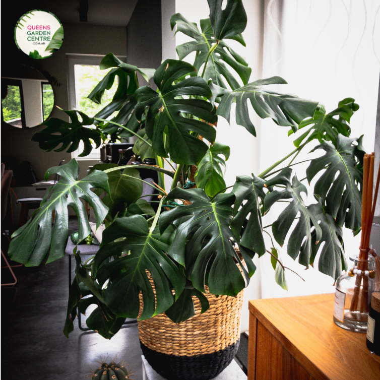 buy monstera deliciosa brisbane Buy Monstera Deliciosa Online in Australia – Queens Garden Centre