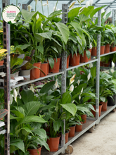 Load image into Gallery viewer, Close-up of a Spathiphyllum 'Sweet Lauretta' plant. The image features a striking white spathe, a large, petal-like bract, encircling a pale green spadix, which is a central column covered in tiny flowers. The spathe is smooth and glossy, with a slightly curved shape that tapers to a pointed tip. Surrounding the spathe are broad, dark green leaves with a leathery texture and prominent veins.