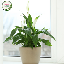 Load image into Gallery viewer, Close-up of a Spathiphyllum 'Sweet Lauretta' plant. The image features a striking white spathe, a large, petal-like bract, encircling a pale green spadix, which is a central column covered in tiny flowers. The spathe is smooth and glossy, with a slightly curved shape that tapers to a pointed tip. Surrounding the spathe are broad, dark green leaves with a leathery texture and prominent veins.