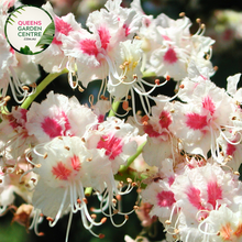 Load image into Gallery viewer, Close-up of Aesculus hippocastanum IMP leaves and flower clusters, highlighting the vibrant white blossoms with yellow and pink accents, and the large, palmate leaves that showcase the plant's lush greenery