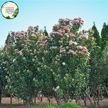 Load image into Gallery viewer, Alt text: Viburnum tinus, an evergreen shrub with dark green, glossy leaves and clusters of small white flowers. This versatile plant is valued for its year-round interest, providing blooms in winter and attractive foliage throughout the seasons. A popular choice for hedges, borders, or as a standalone ornamental shrub in gardens.