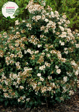 Load image into Gallery viewer, Alt text: Viburnum tinus, an evergreen shrub with dark green, glossy leaves and clusters of small white flowers. This versatile plant is valued for its year-round interest, providing blooms in winter and attractive foliage throughout the seasons. A popular choice for hedges, borders, or as a standalone ornamental shrub in gardens.