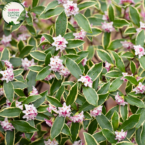 Close-up of Winter Daphne (Daphne odora): This image showcases the exquisite beauty of the Winter Daphne plant. The fragrant, pale pink flowers are arranged in small clusters at the tips of slender branches, contrasting beautifully against the glossy, dark green foliage. Each flower consists of four petals surrounding a central cluster of yellow stamens, creating a captivating floral display. 