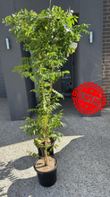 Load image into Gallery viewer, Wisteria Floribunda Violacea Plena