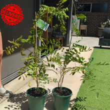 Load image into Gallery viewer, Wisteria Sinensis Alba tree