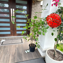 Load image into Gallery viewer, Wisteria Sinensis Alba tree