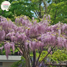 Load image into Gallery viewer, Close-up of Wisteria Floribunda Violacea Plena: This image captures the intricate beauty of Wisteria Floribunda Violacea Plena. The close-up showcases clusters of double violet flowers with delicate petals arranged in a cascading fashion. The flowers are in full bloom, emitting a sweet fragrance and attracting pollinators.