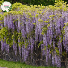 Load image into Gallery viewer, Close-up of Wisteria Floribunda Violacea Plena: This image captures the intricate beauty of Wisteria Floribunda Violacea Plena. The close-up showcases clusters of double violet flowers with delicate petals arranged in a cascading fashion. The flowers are in full bloom, emitting a sweet fragrance and attracting pollinators.