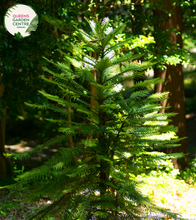 Load image into Gallery viewer, "A captivating image of the Wollemia nobilis plant, commonly known as the Wollemi Pine. This coniferous tree is renowned for its ancient lineage and distinctive appearance. The tree features a unique arrangement of foliage with dark green, fern-like leaves arranged in spirals along its branches. 'Wollemi Pine' is celebrated for its rare and endangered status, adding to its botanical significance.