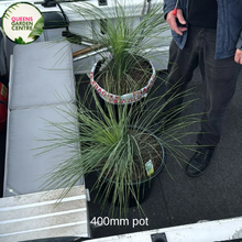 Load image into Gallery viewer, Xanthorrhoea Glauca Grass Trees