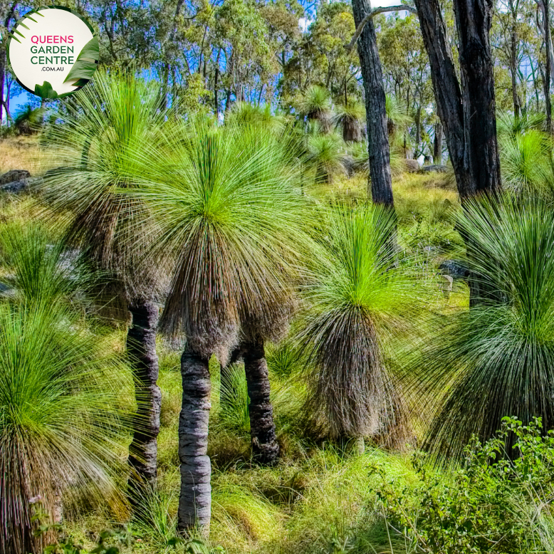 Buy Xanthorrhoea Glauca Grass Trees Online in Australia Queens Garden
