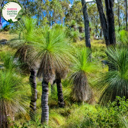 Alt text: Xanthorrhoea glauca, commonly known as Grass Trees, features long, slender green leaves emerging from a central trunk, resembling a grassy tuft. This Australian native plant is characterized by its unique, bushy appearance, making it a striking addition to gardens and landscapes.