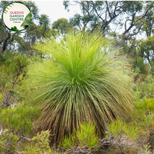 Load image into Gallery viewer, Alt text: Xanthorrhoea glauca, commonly known as Grass Trees, features long, slender green leaves emerging from a central trunk, resembling a grassy tuft. This Australian native plant is characterized by its unique, bushy appearance, making it a striking addition to gardens and landscapes.