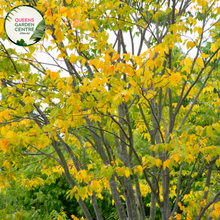 Load image into Gallery viewer, Alt text: Zelkova serrata, the Japanese Elm Tree, featuring a graceful form and serrated, elliptical leaves. This deciduous tree is known for its elegant appearance, providing shade and visual interest to landscapes. It is valued for its adaptability and resilience, making it a popular choice in various garden settings.