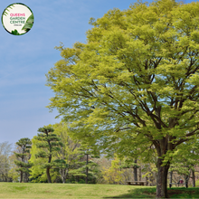 Load image into Gallery viewer, Alt text: Zelkova serrata, the Japanese Elm Tree, featuring a graceful form and serrated, elliptical leaves. This deciduous tree is known for its elegant appearance, providing shade and visual interest to landscapes. It is valued for its adaptability and resilience, making it a popular choice in various garden settings.