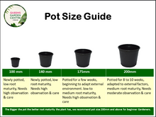 Load image into Gallery viewer, Grevillea Robusta