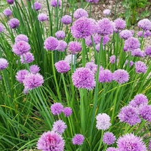 Load image into Gallery viewer, Allium Luna