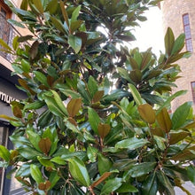 Load image into Gallery viewer, Magnolia Grandiflora 'Teddy Bear'
