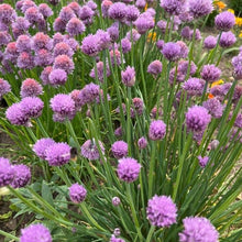 Load image into Gallery viewer, Allium Luna