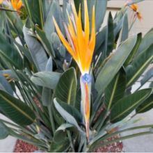 Load image into Gallery viewer, Strelitzia reginae Multi planted