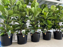 Load image into Gallery viewer, Ficus Lyrata Bambino (Fiddle Leaf Fig Bambino)