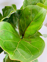 Load image into Gallery viewer, Ficus Lyrata Bambino (Fiddle Leaf Fig Bambino)