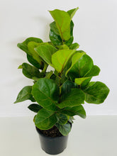 Load image into Gallery viewer, Ficus Lyrata Bambino (Fiddle Leaf Fig Bambino)