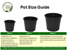 Load image into Gallery viewer, Bird of Paradise (Strelitzia Nicolai)